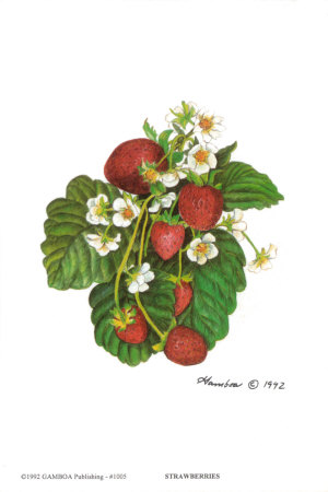 Strawberries Print Strawberries Print