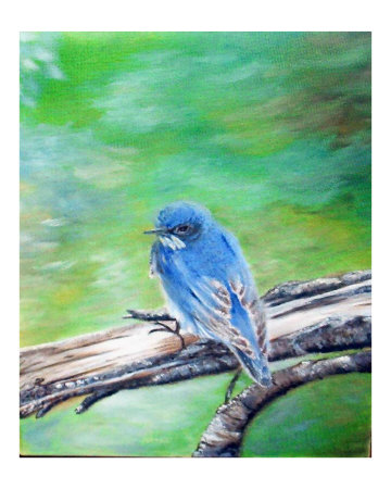 Mountain Bluebird Other Mountain Bluebird Other