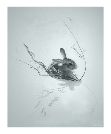 Winter Rest Photographic Print Winter Rest Photographic Print