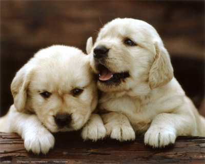 [Image: golden-retrievers-puppies.jpg]