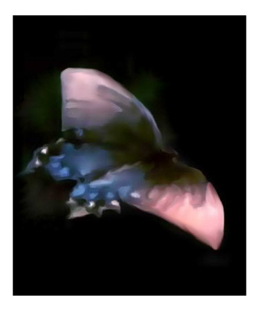 Flight Photographic Print Flight Photographic Print