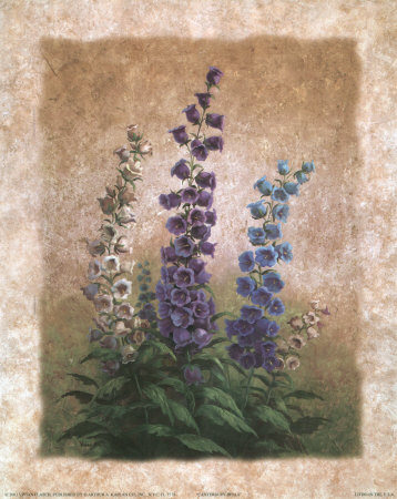 Canterbury Bells Print Canterbury Bells Print