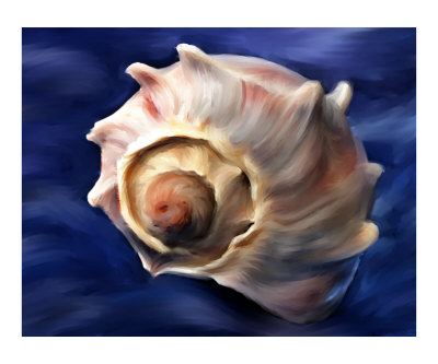 Shell Photographic Print Shell Photographic Print