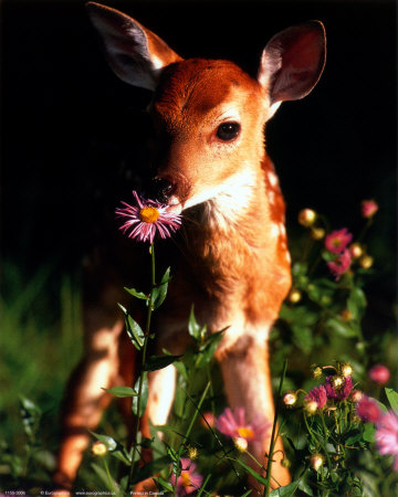 Fawn Print Fawn Print