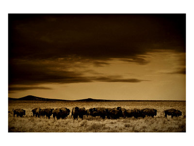 Buffalo Day Dream Giclee Print Buffalo Day Dream Giclee Print