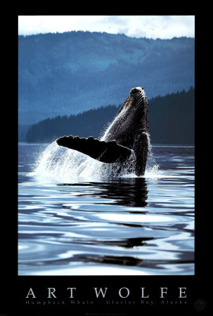 Humpback Whale Print Humpback Whale Print