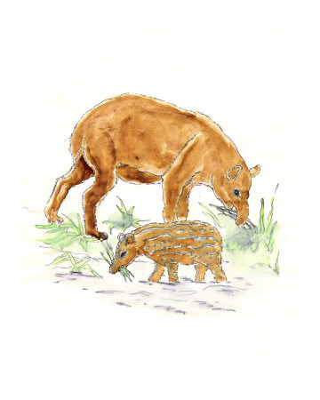 Tapir Giclee Print Tapir Giclee Print