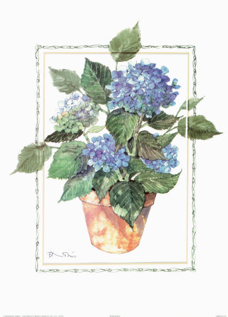 Hydrangeas Print Hydrangeas Print