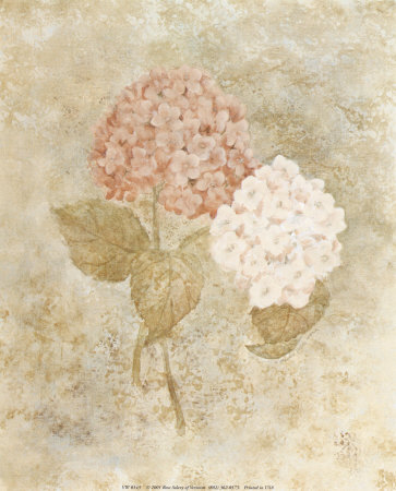 Hydrangea Print Hydrangea Print