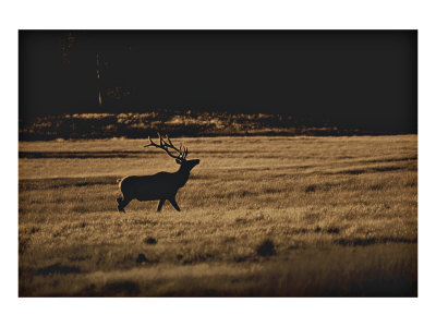 Elk Magesty Giclee Print Elk Magesty Giclee Print