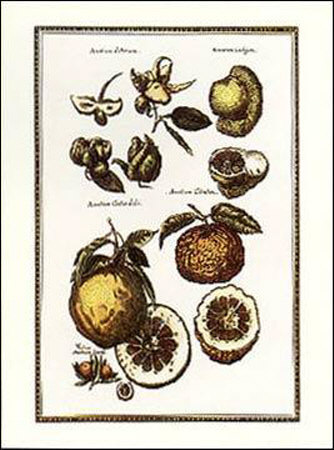 Exotic Fruits II Print Exotic Fruits II Print