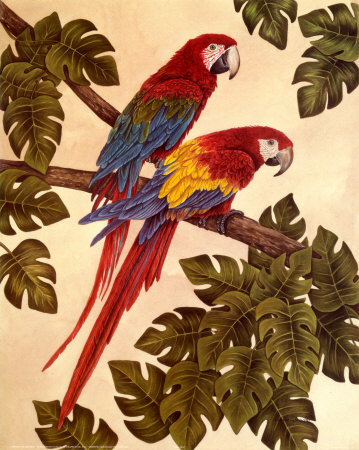 Macaws Print Macaws Print