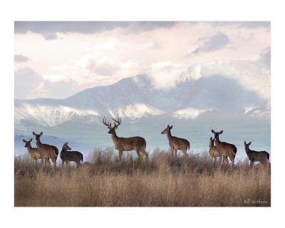 Wild at Heart Photographic Print Wild at Heart Photographic Print