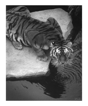 Disturbed Photographic Print Disturbed Photographic Print