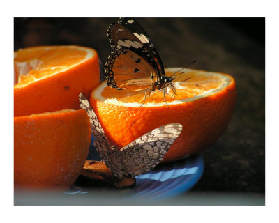 Butterfly Luncheon Other Butterfly Luncheon Other