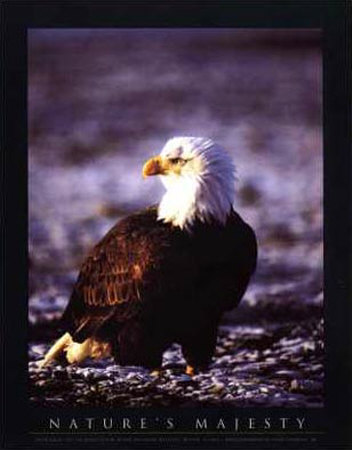 Bald Eagle Print Bald Eagle Print
