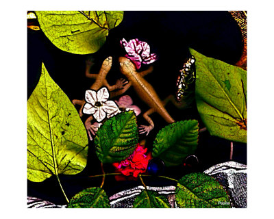 Lizards Giclee Print Lizards Giclee Print