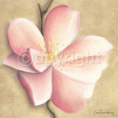 Apple Blossom II Print Apple Blossom II Print