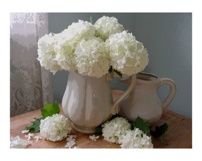 Lots of Hydrangea Photographic Print Lots of Hydrangea Photographic Print