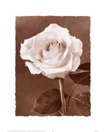 Rose Print Rose Print