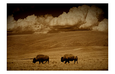 Buffalo Sky Giclee Print Buffalo Sky Giclee Print