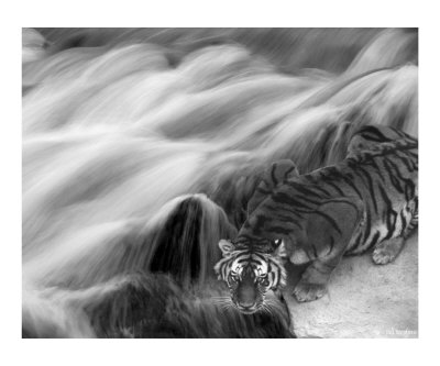 Cool Cat Photographic Print Cool Cat Photographic Print