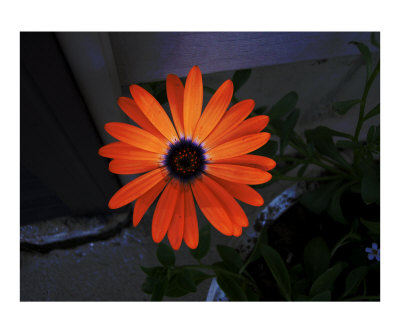 Orange Photographic Print Orange Photographic Print