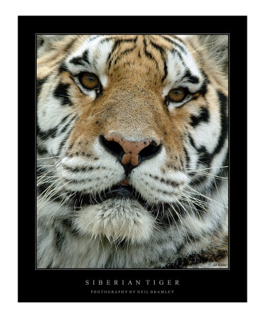 Siberian Tiger Photographic Print Siberian Tiger Photographic Print