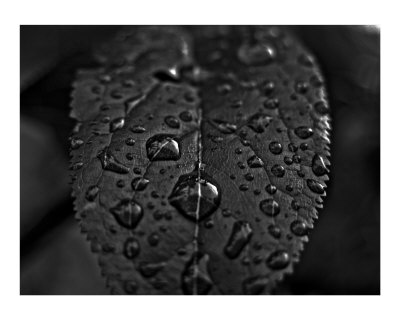 Droplets Photographic Print Droplets Photographic Print