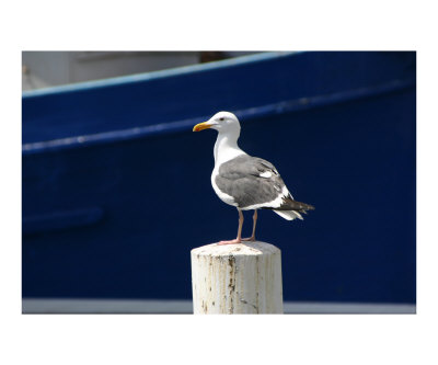 Seagull on Pier Post Other Seagull on Pier Post Other