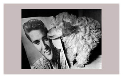 Toy Poodle Kisses Elvis Print Toy Poodle Kisses Elvis Print