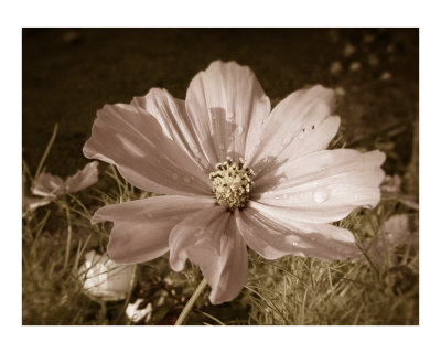 Pink Flower Photographic Print Pink Flower Photographic Print