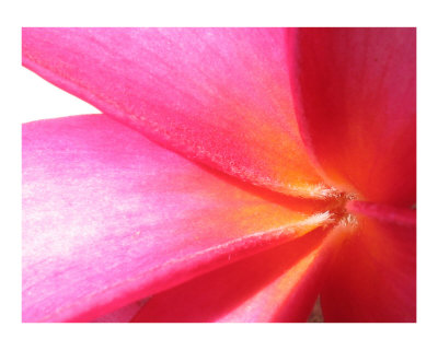 Plumerian Delight Photographic Print Plumerian Delight Photographic Print