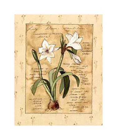 Lily Print Lily Print