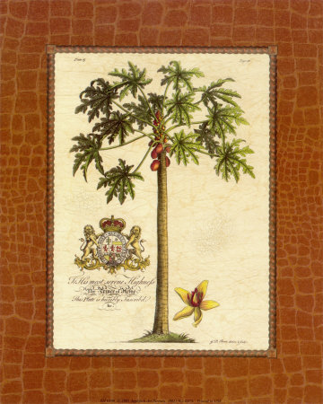 Papaya Palm Print Papaya Palm Print