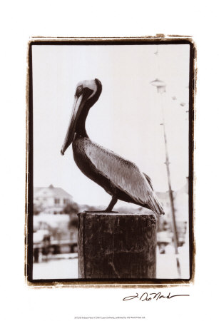 Pelican Perch Print Pelican Perch Print