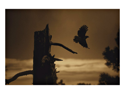 Eagle Flight Giclee Print Eagle Flight Giclee Print