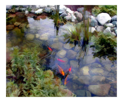 Garden Koi Pond Photographic Print Garden Koi Pond Photographic Print