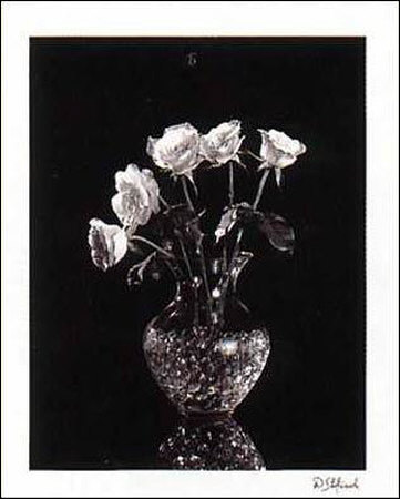Dramatic Roses Print Dramatic Roses Print
