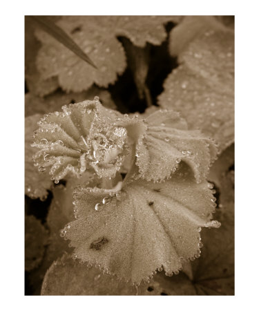 Dew On The Leaves Photographic Print Dew On The Leaves Photographic Print