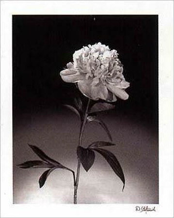 Peonies Print Peonies Print