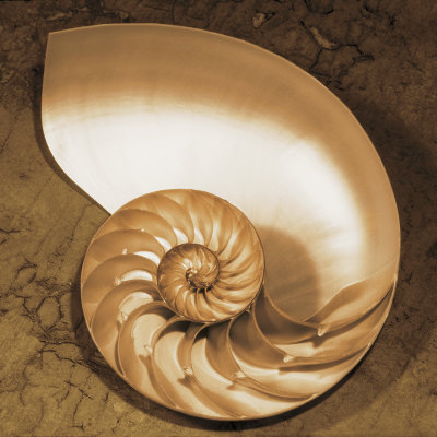 Chambered Nautilus Print Chambered Nautilus Print