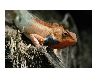 Cute Lizard Giclee Print Cute Lizard Giclee Print