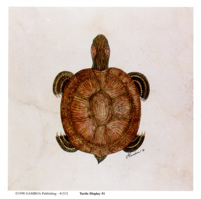 Turtle Display 1 Print Turtle Display 1 Print