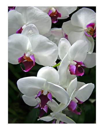 Spray of Orchids Photographic Print Spray of Orchids Photographic Print
