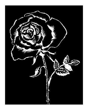 Black and White Rose Other Black and White Rose Other
