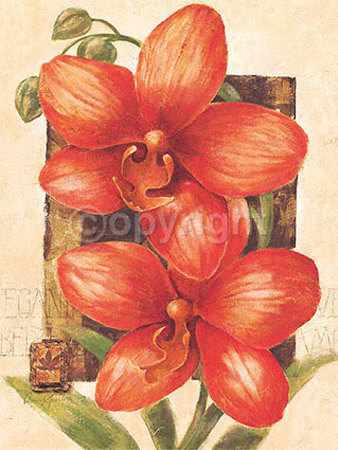 Bellezza Print Bellezza Print