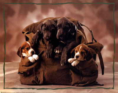 Puppies Poster Puppies Poster