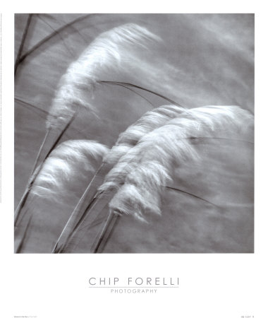 Grasses in the Sky Print Grasses in the Sky Print