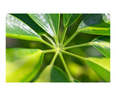 Green Leaves Macro Photographic Print Green Leaves Macro Photographic Print